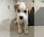 Small #1 Great Pyrenees Mix