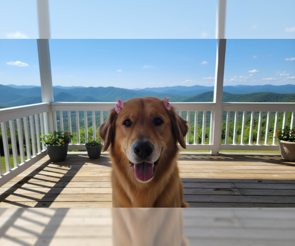Medium Photo #2 Golden Retriever Puppy For Sale in MIDWAY, UT, USA