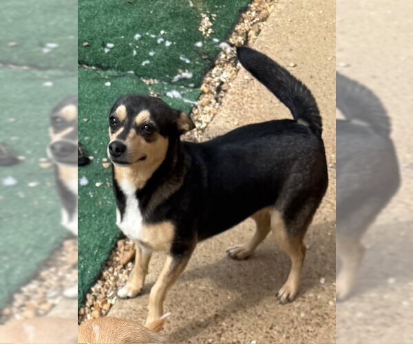 Medium Photo #6 Chiweenie Puppy For Sale in Wakefield, RI, USA