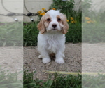Small #3 Cavapoo