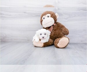 Maltipoo Puppy for sale in CAROLINA FOREST, SC, USA