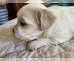 Small Photo #7 Coton de Tulear Puppy For Sale in HUNTINGTN BCH, CA, USA