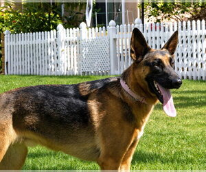 Xander - Adopt Me! - Male German Shepherd Dog-Unknown Mix Dog for Adoption - Photo #11