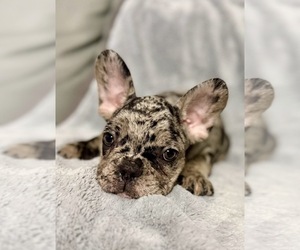 French Bulldog Puppy for sale in NAPLES, FL, USA