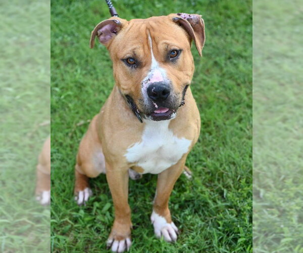 Medium Photo #1 Mutt Puppy For Sale in Glen Allen, VA, USA