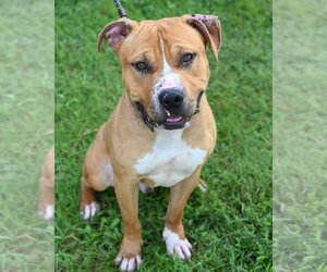 Mutt Dogs for adoption in Glen Allen, VA, USA