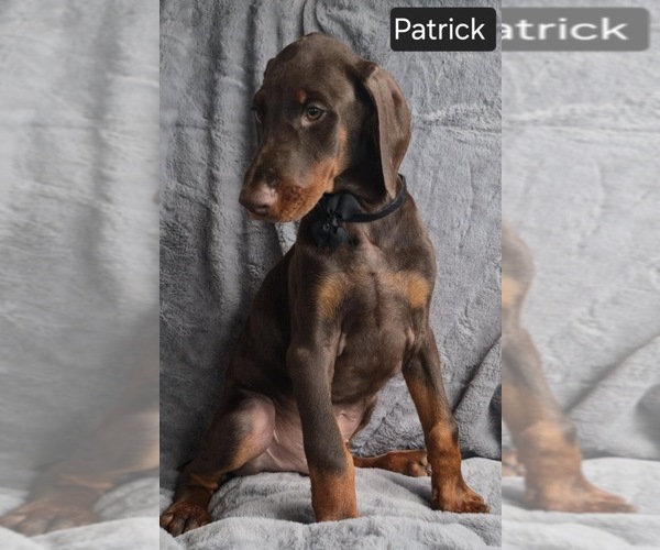 Medium Photo #2 Doberman Pinscher Puppy For Sale in POMEROY, OH, USA
