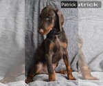 Small #1 Doberman Pinscher
