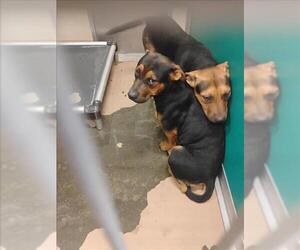 German Shepherd Dog-Unknown Mix Dogs for adoption in Texas City, TX, USA