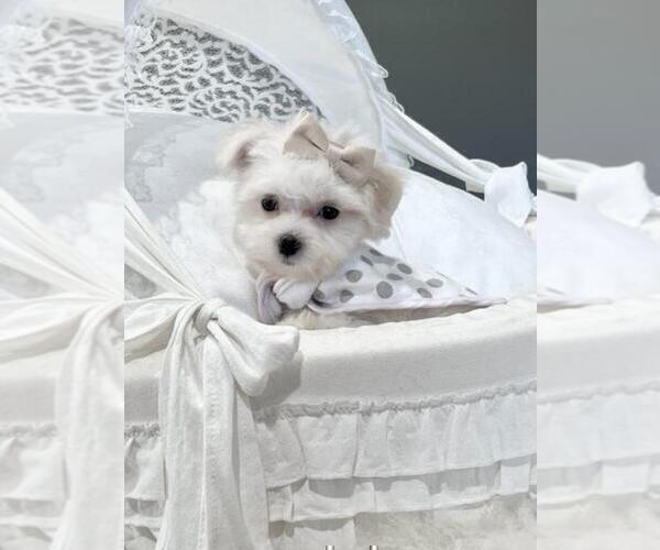 Medium Photo #3 Maltese Puppy For Sale in FORT LAUDERDALE, FL, USA