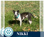 Small Photo #3 Boston Terrier Puppy For Sale in Kimberton, PA, USA