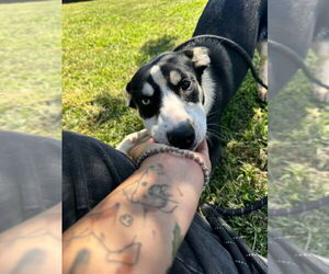 Molly - Female Siberian Husky-Unknown Mix Dog for Adoption - Photo #7