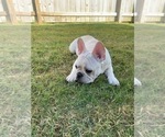Small Photo #9 French Bulldog Puppy For Sale in BRYAN, TX, USA