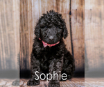 Puppy 8 English Shepherd-Poodle (Standard) Mix