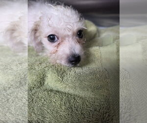 Hamilton - Male ShihPoo Dog for Adoption - Photo #2