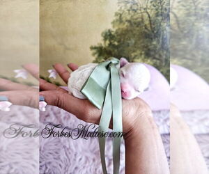 Maltese Puppy for sale in OCALA, FL, USA