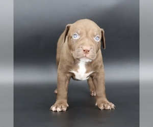 American Bully Puppy for sale in CHAMPAIGN, IL, USA