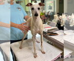 Small Italian Greyhound
