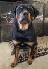 Mother of the Rottweiler puppies born on 08/30/2018