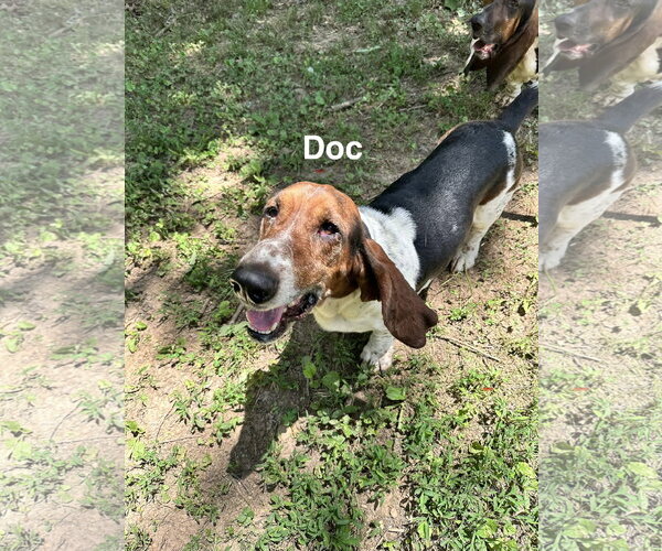 Medium Photo #4 Basset Hound Puppy For Sale in Ball Ground, GA, USA