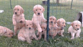 Golden Retriever Puppy for sale in CLEAR SPRING, MD, USA