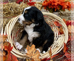 Small Photo #11 Bordernese Puppy For Sale in LATROBE, PA, USA