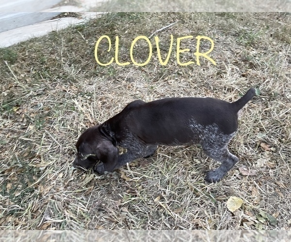 Medium Photo #15 German Shorthaired Pointer Puppy For Sale in PLAINVIEW, TX, USA