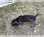 Small Photo #15 German Shorthaired Pointer Puppy For Sale in PLAINVIEW, TX, USA