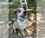 Small #4 Huskies  Mix