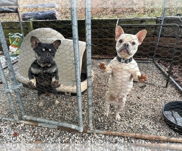 Medium Photo #2 French Bulldog Puppy For Sale in TRAVELERS REST, SC, USA