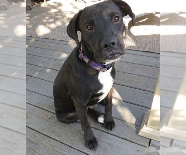 Medium Photo #2 Boxador Puppy For Sale in Grovertown, IN, USA