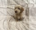 Small Photo #9 Goldendoodle Puppy For Sale in IRWIN, PA, USA