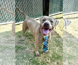 Blue - Male American Staffordshire Terrier-Unknown Mix Dog for Adoption - Photo #3