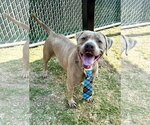 Small #2 American Staffordshire Terrier Mix