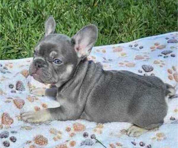 Medium Photo #1 French Bulldog Puppy For Sale in FORT MYERS, FL, USA