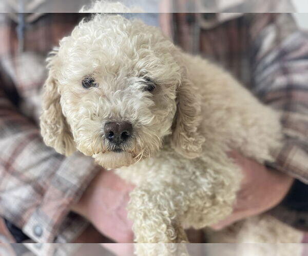 Medium Photo #3 Mutt Puppy For Sale in Lewistown, PA, USA