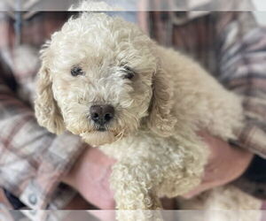 Laveena - Female Mutt Dog for Adoption - Photo #3