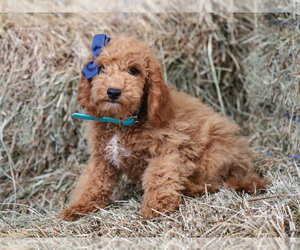 Cockapoo Puppy for sale in LIBERTY, KY, USA