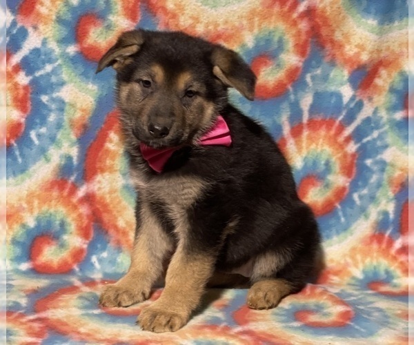Medium Photo #1 German Shepherd Dog Puppy For Sale in LANCASTER, PA, USA