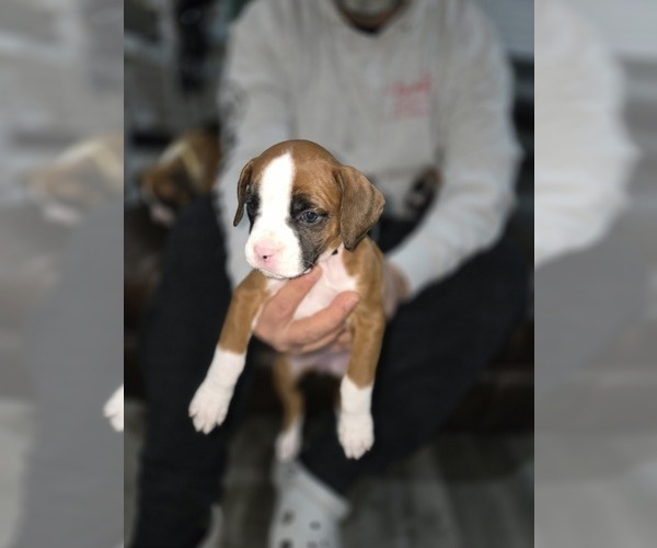 Medium Photo #23 Boxer Puppy For Sale in GALLOWAY, NJ, USA