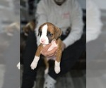 Small Photo #23 Boxer Puppy For Sale in GALLOWAY, NJ, USA