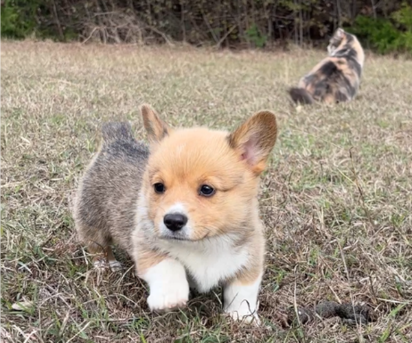 Medium Photo #3 Pembroke Welsh Corgi Puppy For Sale in MIDLOTHIAN, TX, USA