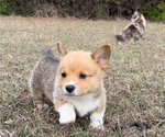 Small #2 Pembroke Welsh Corgi