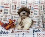 Small #6 Shih-Poo