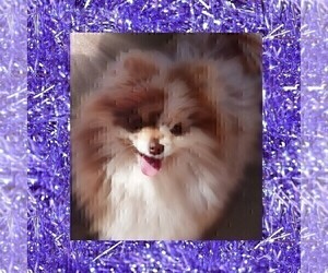 Mother of the Pomeranian puppies born on 02/15/2023