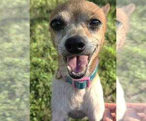 Chihuahua-Unknown Mix Dogs for adoption in Boonton, NJ, USA