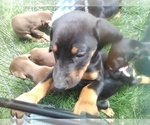 Small Photo #5 Doberman Pinscher Puppy For Sale in PASCO, WA, USA