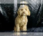 Small #7 Goldendoodle (Miniature)