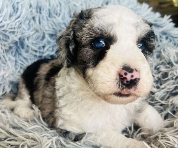 Medium Photo #22 Sheepadoodle Puppy For Sale in HUNTINGTON BEACH, CA, USA