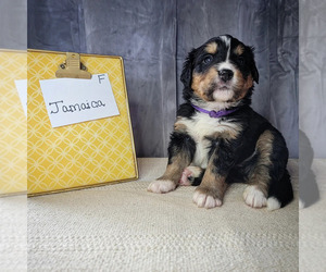 Bernese Mountain Dog-Cavalier King Charles Spaniel Mix Puppy for sale in CUBA CITY, WI, USA